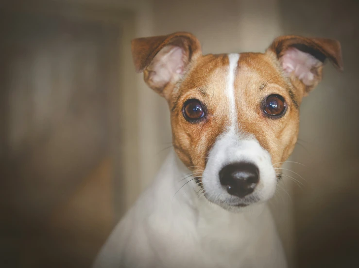 a dog with brown and white eyes looking forward