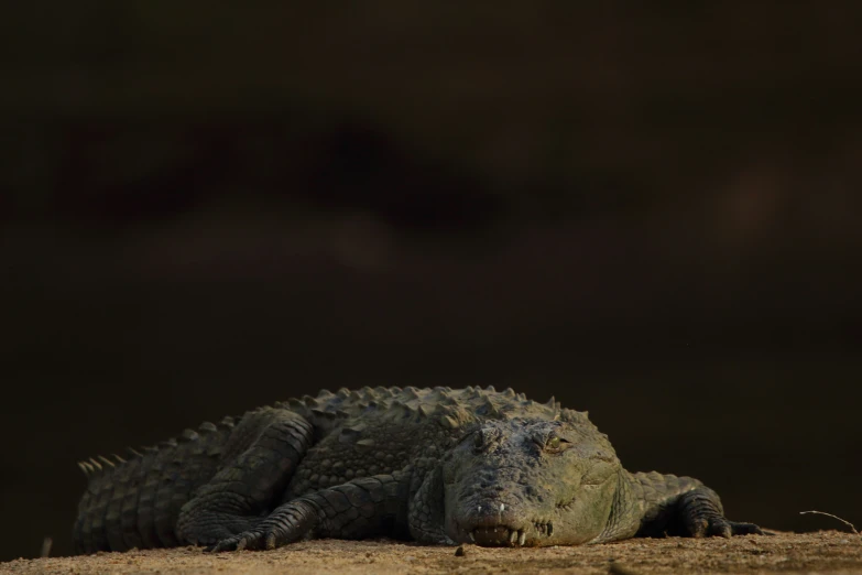 a small alligator lying down on the ground