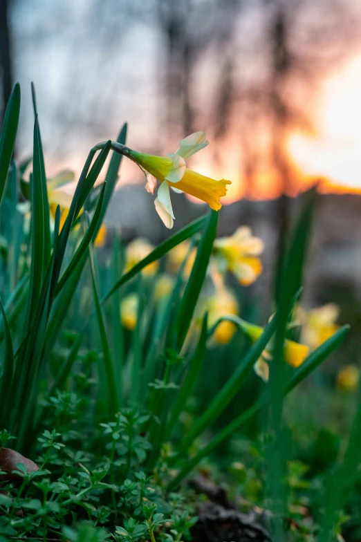 flowers are growing in the green grass next to trees