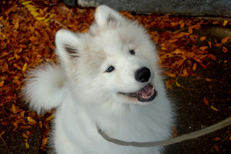 a white puppy has its tongue out while sitting on the ground