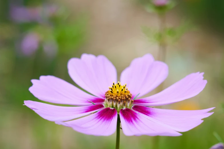 the small pink flower has yellow stamen