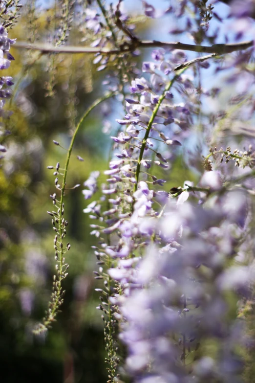 purple flowers are in bloom on a plant