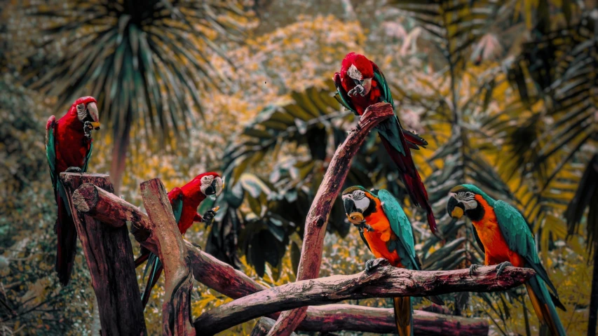 five macaws perched on tree nches and nches near leaves