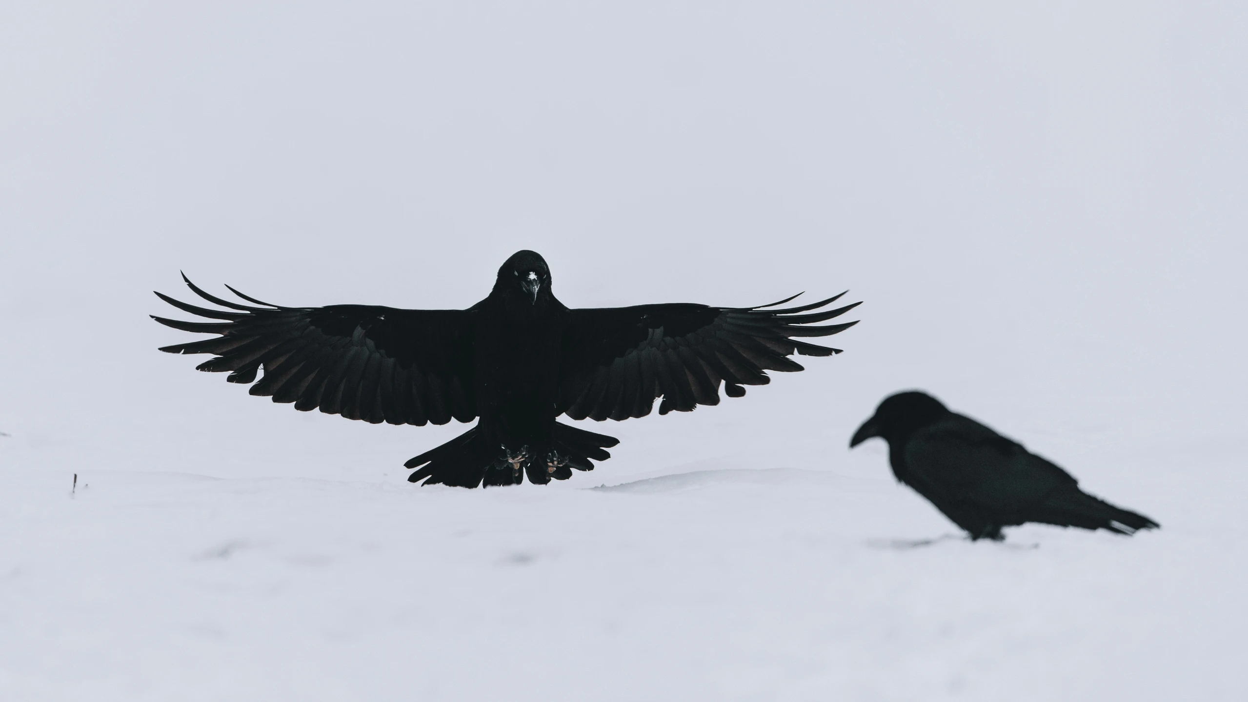 two crows that are standing in the snow