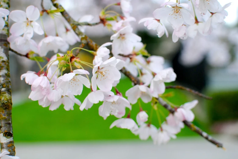 there are some white and pink flowers on the nch