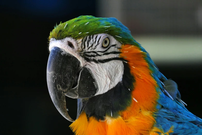 the blue and green parrot has orange feathers
