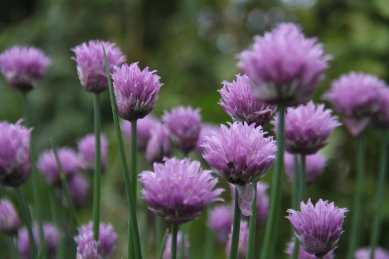 close up po of flowers in an open field