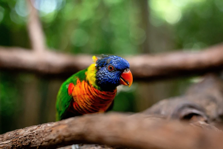 a multi colored bird perched on a tree nch