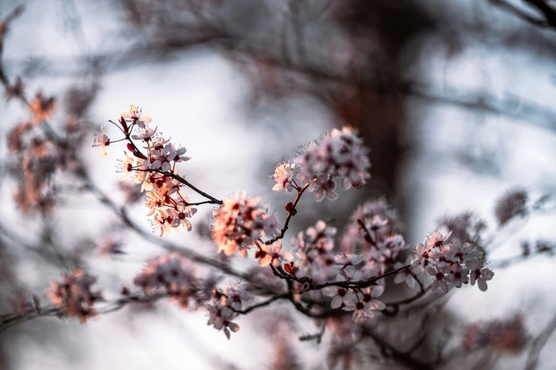 a bush with pink flowers stands in front of a cloudy sky