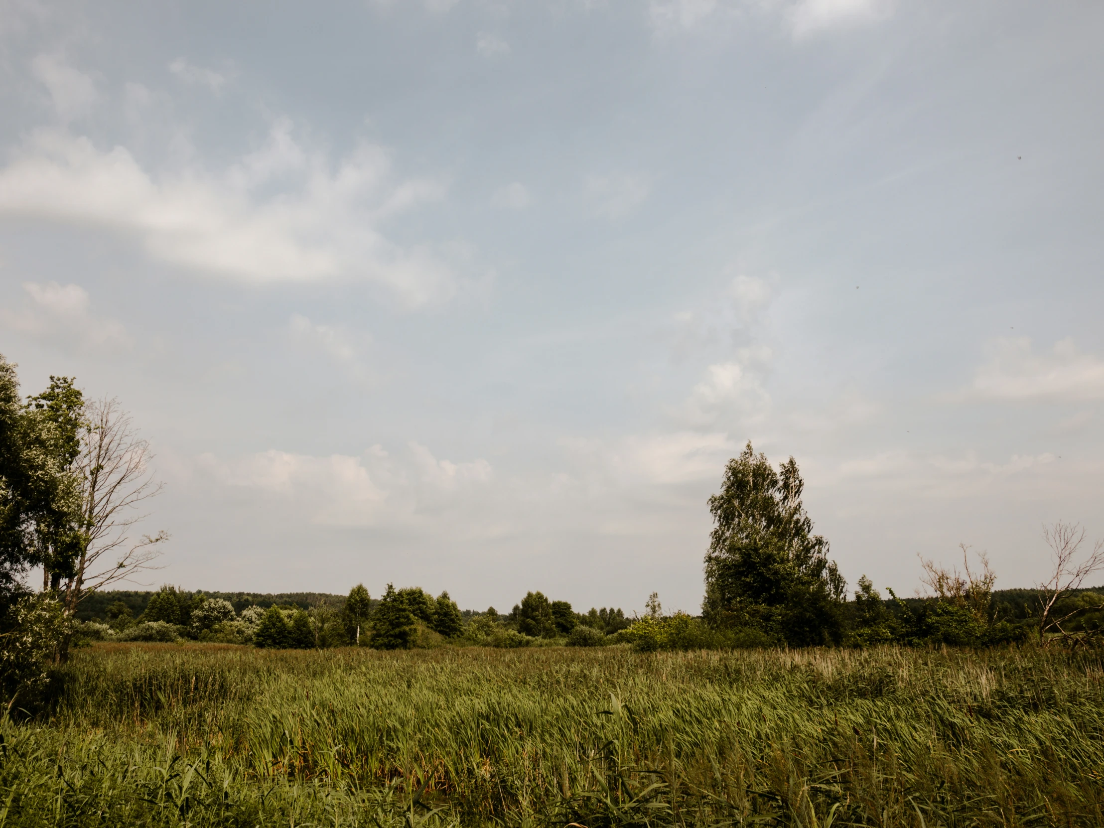 a field full of grass and trees under a cloudy sky