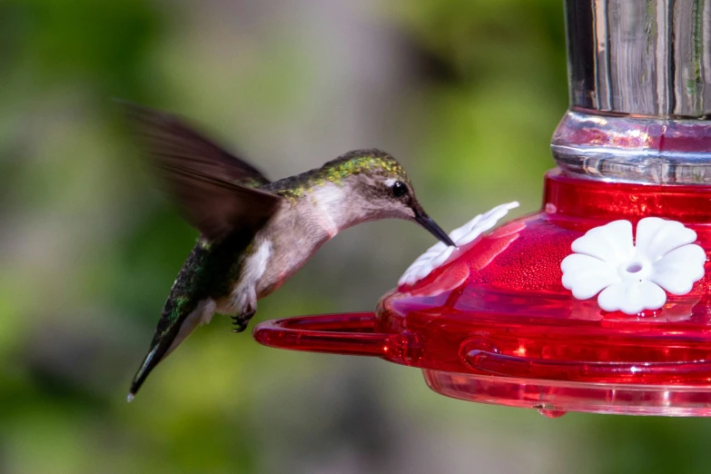 hummingbird hovering at a feeder in a field