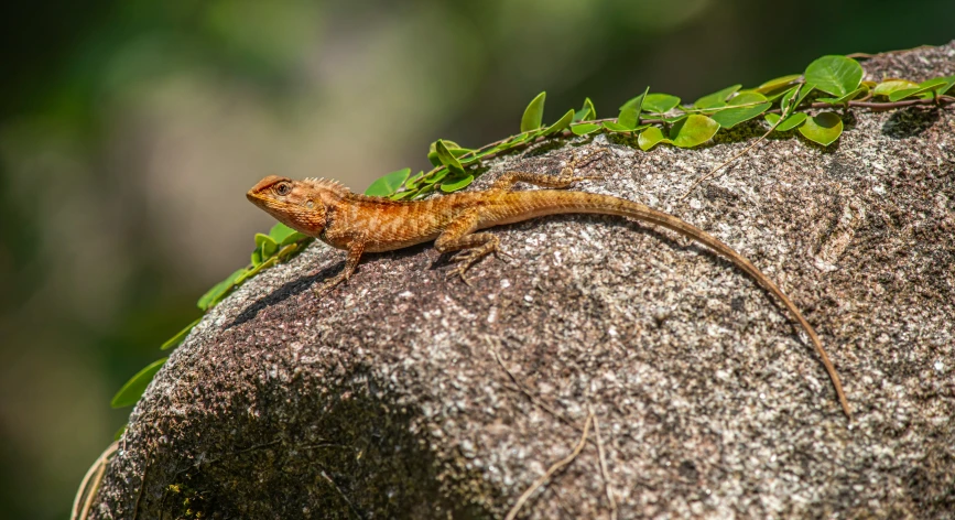 a lizard is lying on top of some rocks