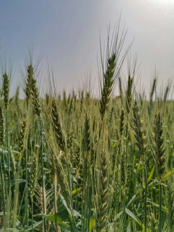 some grass that is growing and still in the field