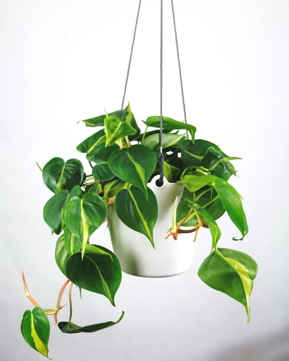 a potted plant hanging in a planter