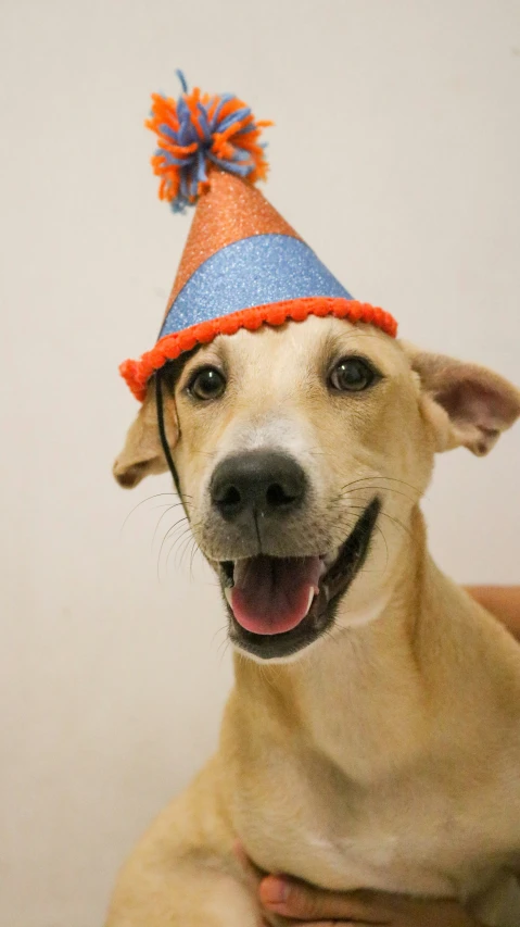 a dog that has a hat on his head