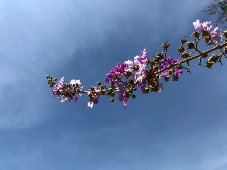 beautiful purple flowers on a plant with lots of blue sky behind them