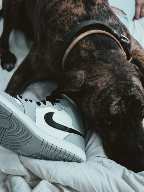 a dog lying on a bed with sneakers