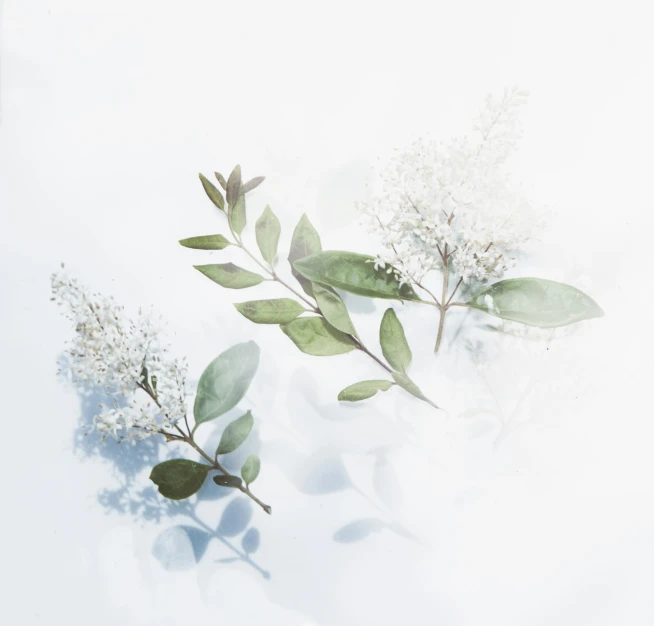 some green leaves and white flowers on a light surface