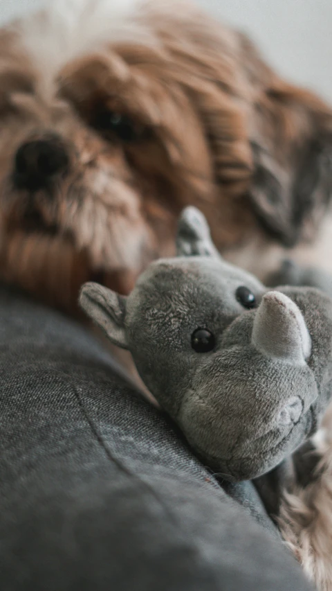 a close up of a dog laying on a sofa next to a stuffed animal