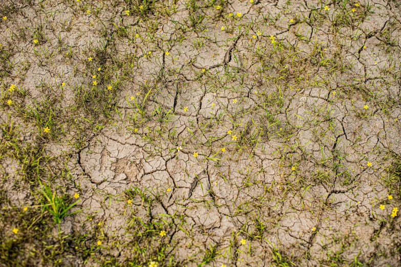 many plants growing on the ground as seen from a helicopter