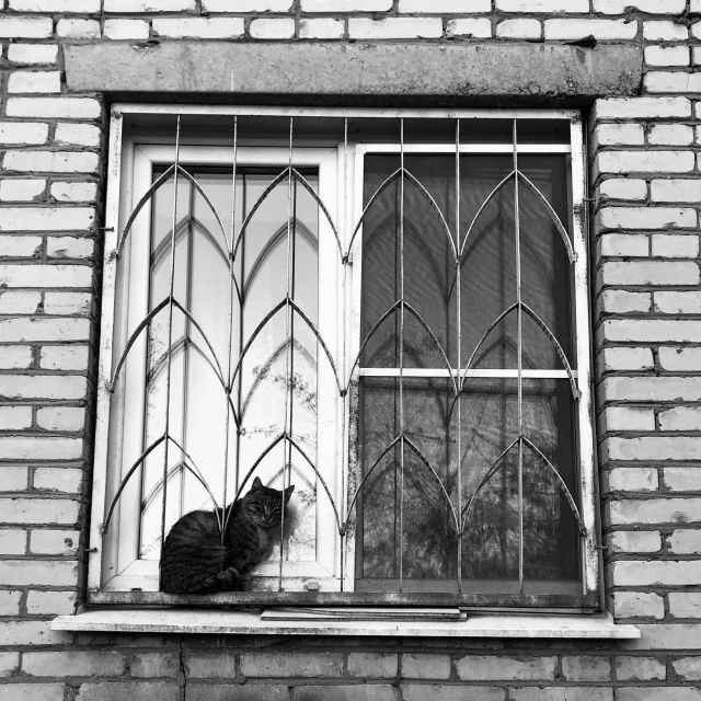 a cat sits in front of a window on a building