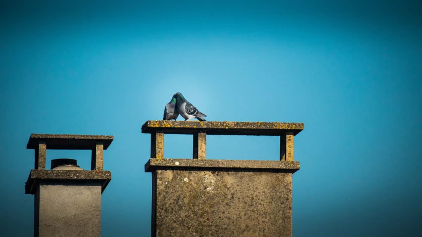 there are pigeons that are perched on the top of two pillars