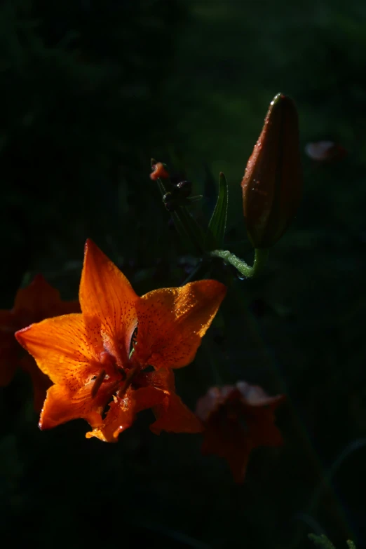 an orange flower with water droplets on it