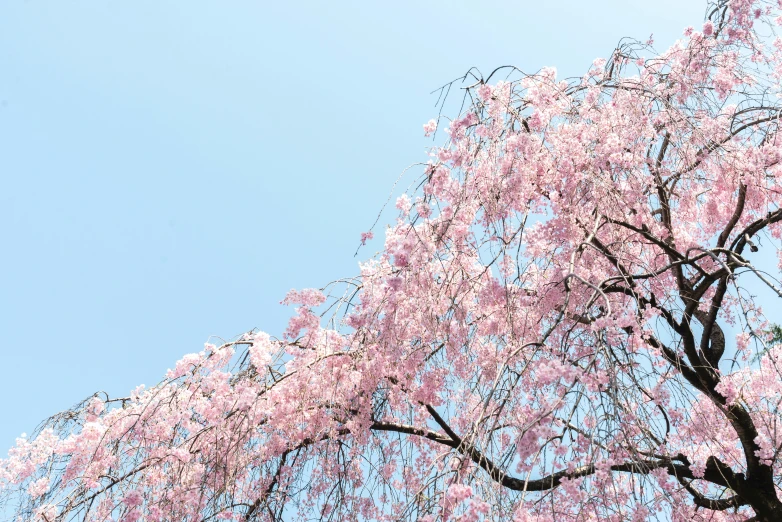 a pink tree in the sky is in full bloom