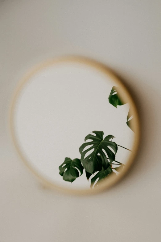 a plant inside a circular frame in a room