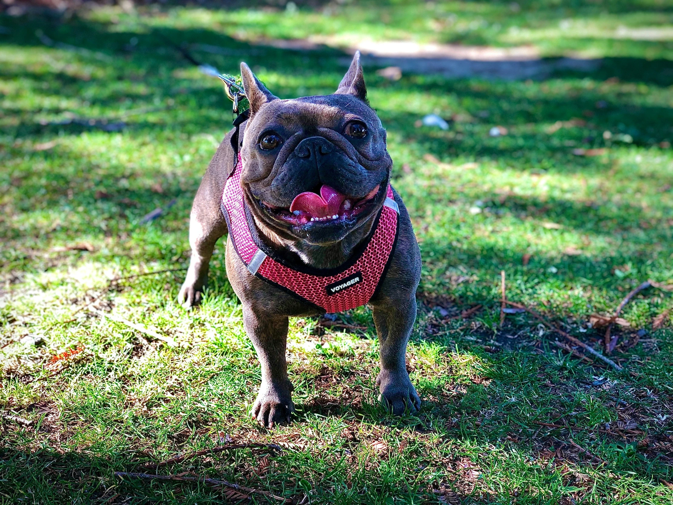 a smiling dog has it's tongue out in the grass