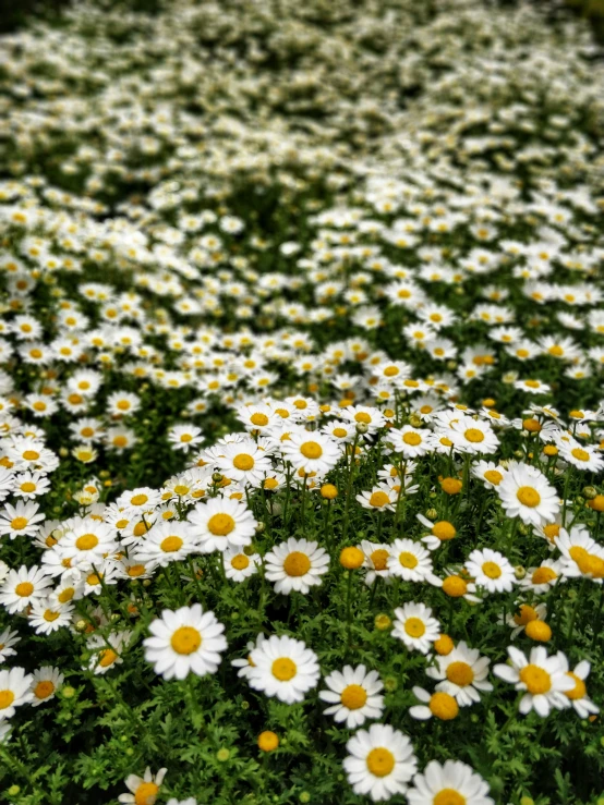 a field of daisy flowers next to a brick wall