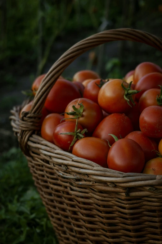 tomatoes in a wicker basket outside