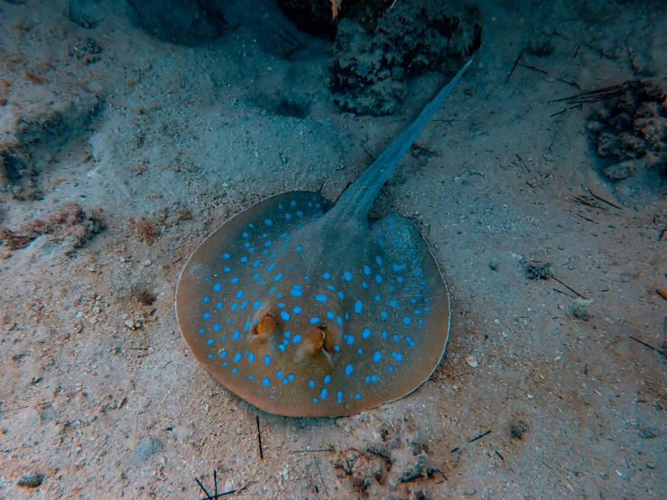 a sea sting ray on the ocean floor looking at the camera