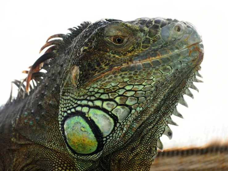 a close up of an iguana in the sun