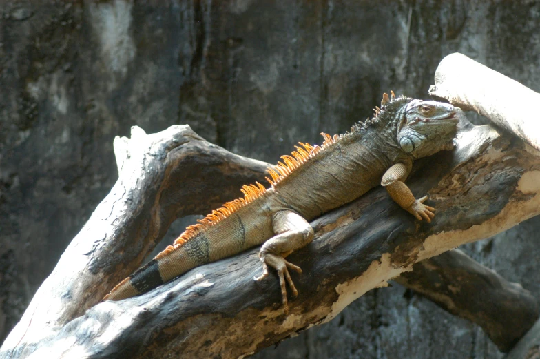 two large lizards standing on a tree nch