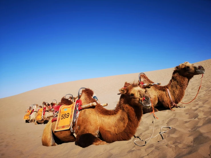 a herd of camels sit in the sand