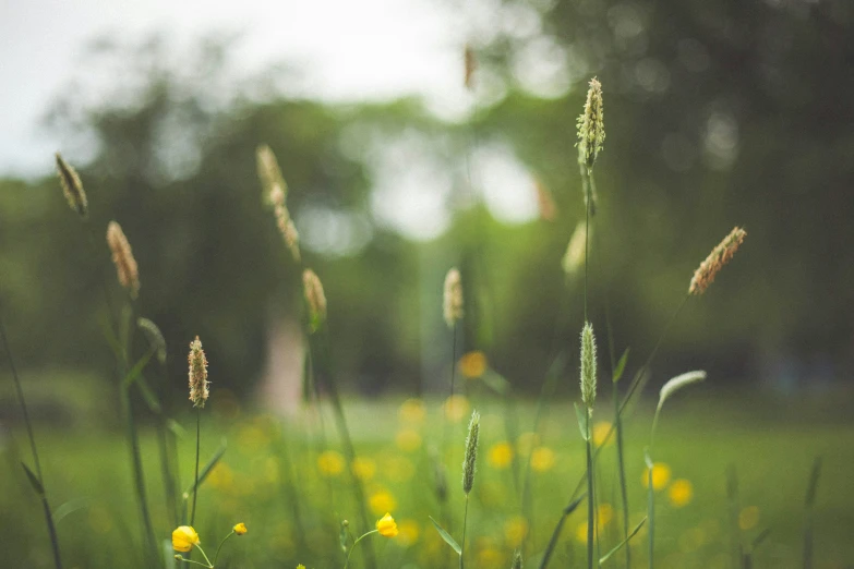 a grassy field with flowers and weeds