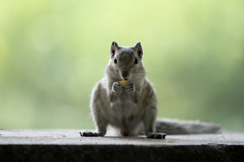 a squirrel eating some food on the ground