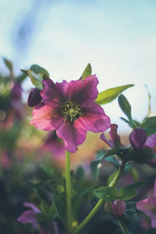 some pretty pink flowers with many green leaves