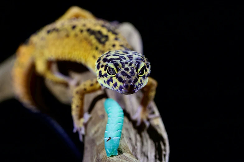 a gecko sits atop an old tree limb