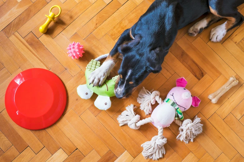 a dog looking at toys on the ground