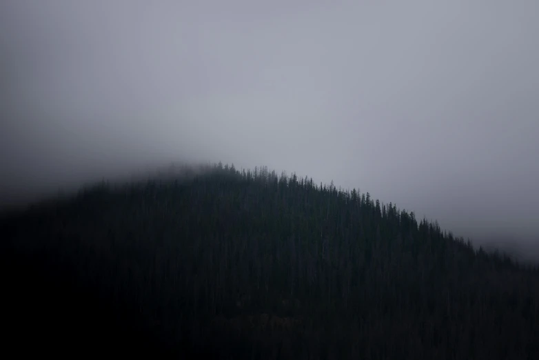 mountains and fog with a single bird on top