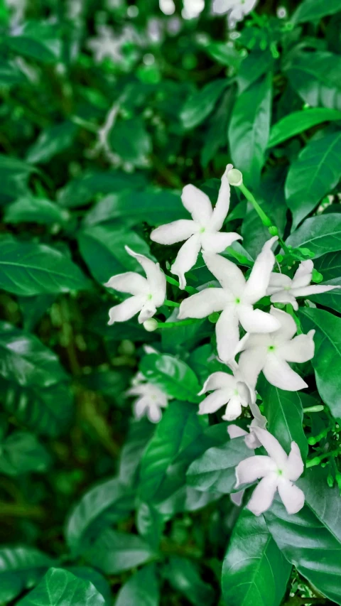 white flowers on green leaves and grass