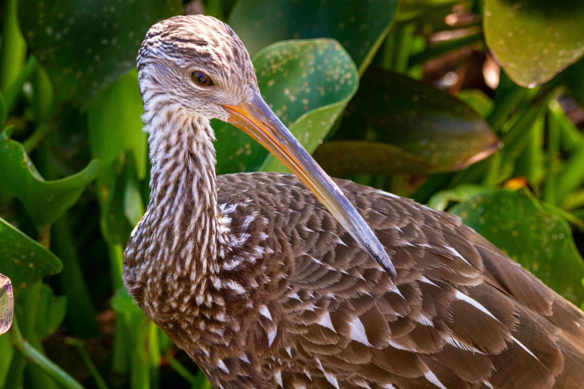 a bird standing near some green leaves in the grass