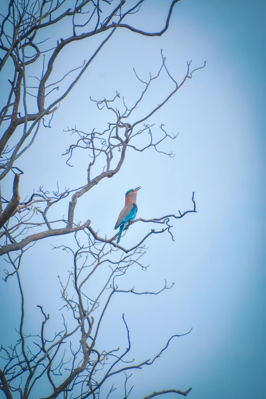 blue bird on tree nch against blue sky