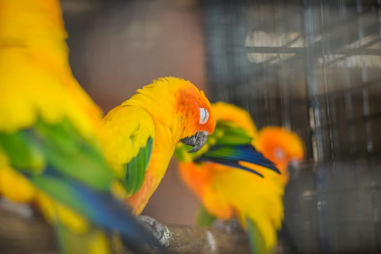 three multi colored parrots on a nch looking around