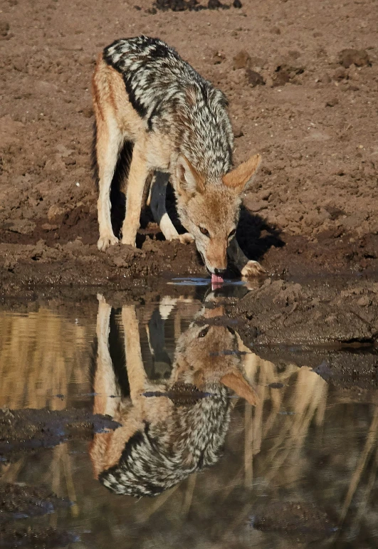 the baby wolf drinking water from the dle in the mud