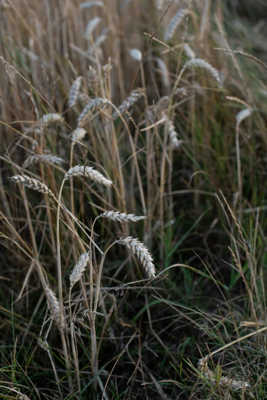 a flower in a grassy area with grass