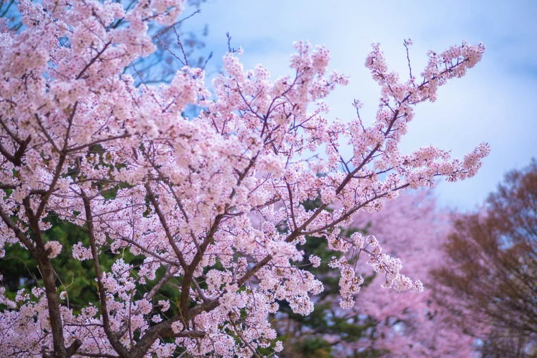 trees with pink flowers are seen next to each other