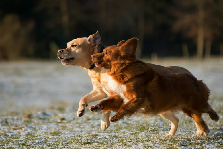 two dogs play in an open field of snow